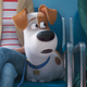 Illustration for article titled The mini-adventures ofi Secret Life Of Pets 2/i belong on a disc of bonus features, not in theaters